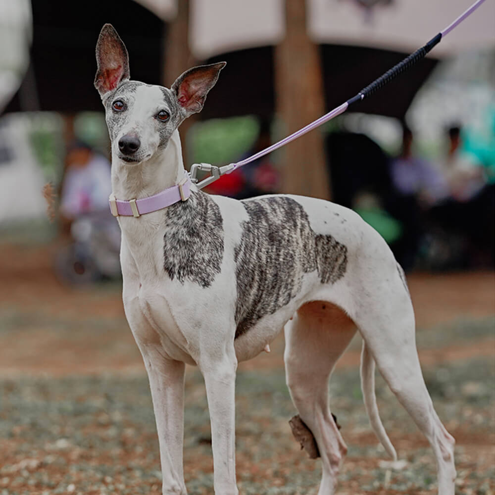 Collier de dressage pour chien Martingale anti-traction Chain Reaction