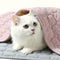 Durable Corduroy Washable Non-Slip Pet Mat