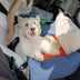 Color-block Travel Booster Multi-Functional Dog Car Seat Bed