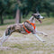 Control completo cómodo sin pulir arnés de perro y kit de correa