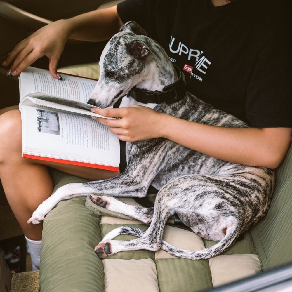 For Large Dog - Cozy Safety Car Trips Bundle -3pcs