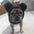 Capucha para perros de vellón con orejas de oso: ropa de invierno divertida y acogedora