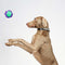 Juguete para perros que lanza bolas de nudos - <tc>Color</tc> Choque