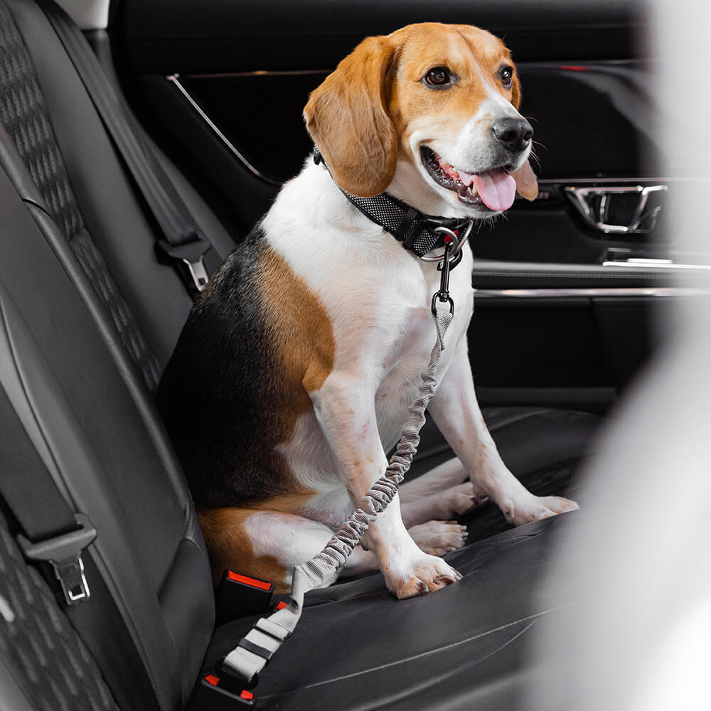Accesorios para perros fríos ajustables de búfer cinturón de seguridad para el automóvil