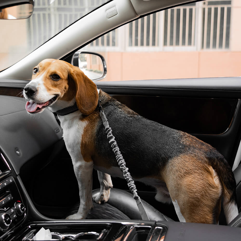 Accesorios para perros fríos ajustables de búfer cinturón de seguridad para el automóvil
