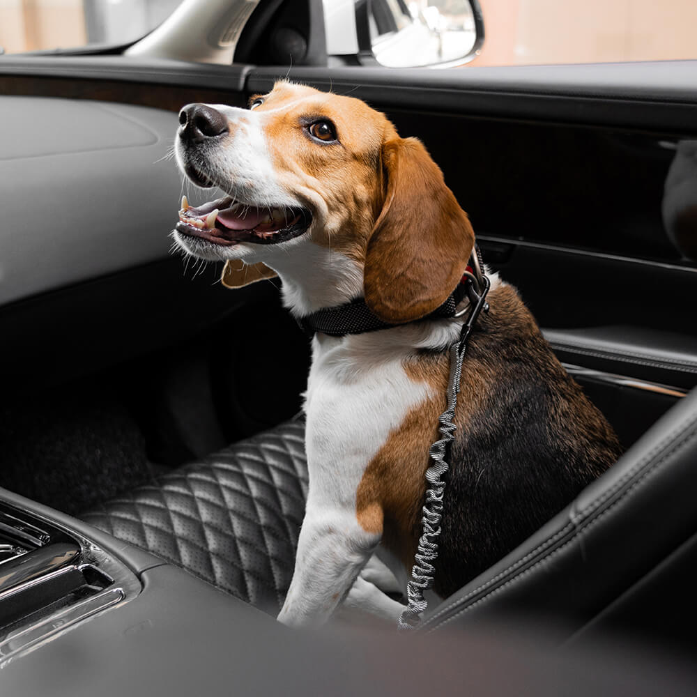 Accesorios para perros fríos ajustables de búfer cinturón de seguridad para el automóvil