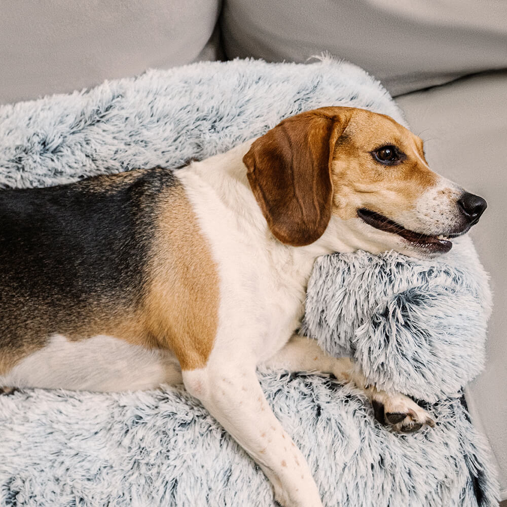 Muebles de muebles calmantes Cama para perros - respaldo difuso
